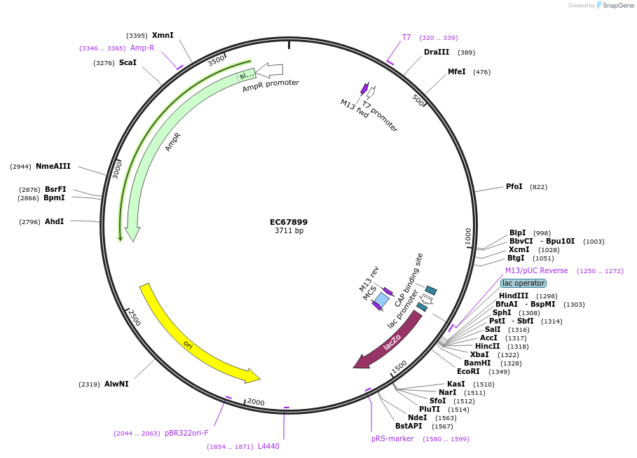 209493-plasmid-map-sequence-id-413859