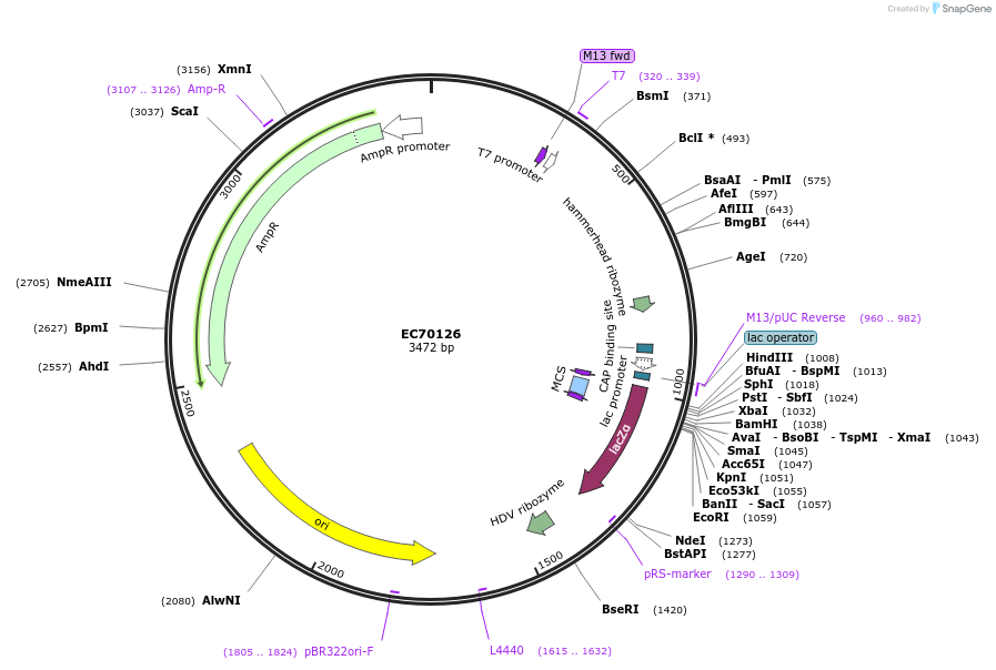 209487-plasmid-map-sequence-id-413860