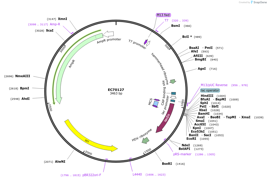 209488-plasmid-map-sequence-id-413864
