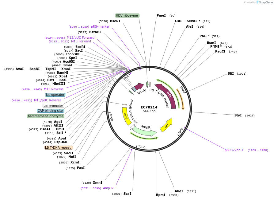 209490-plasmid-map-sequence-id-413867