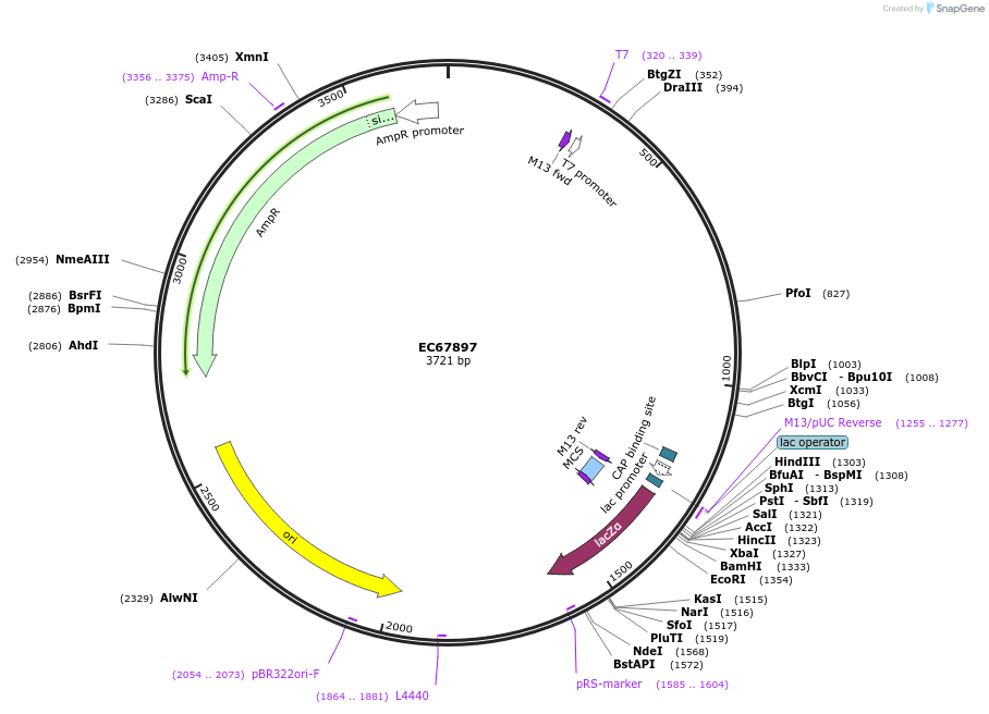 209491-plasmid-map-sequence-id-413872