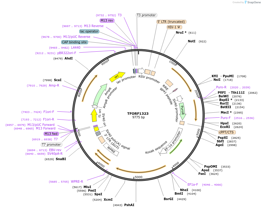 141809-plasmid-map-sequence-id-413873