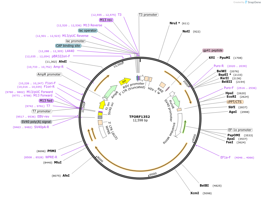 141816-plasmid-map-sequence-id-413876