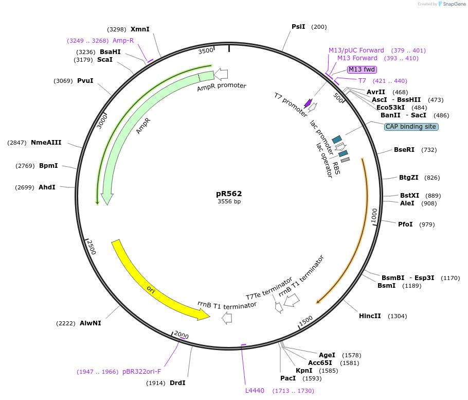 207886-plasmid-map-sequence-id-413934