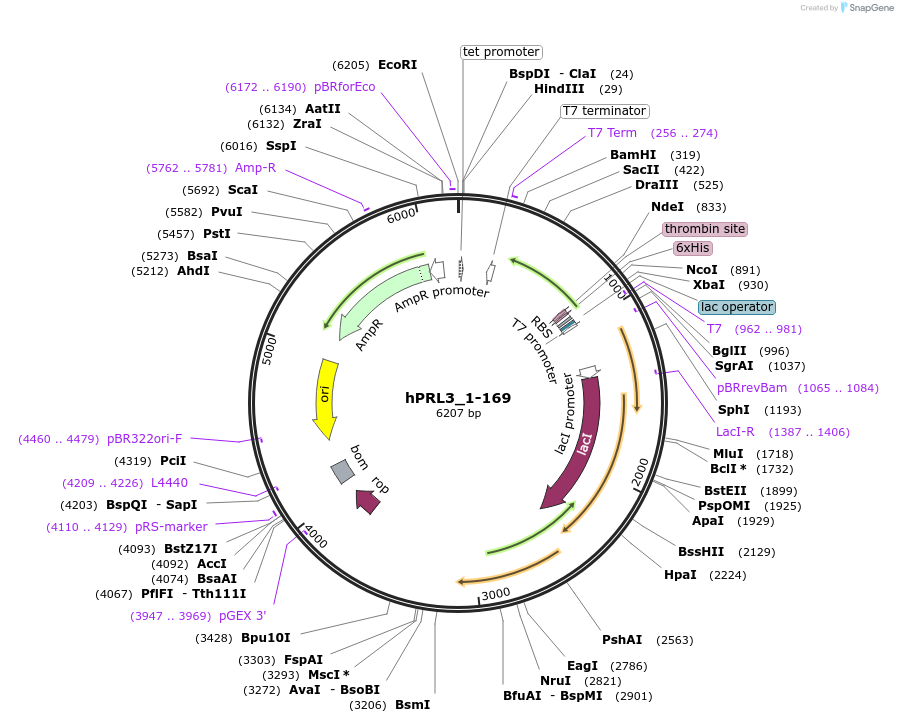 209796-plasmid-map-sequence-id-413944