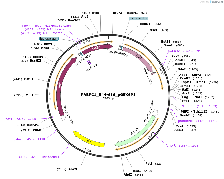 209789-plasmid-map-sequence-id-413946