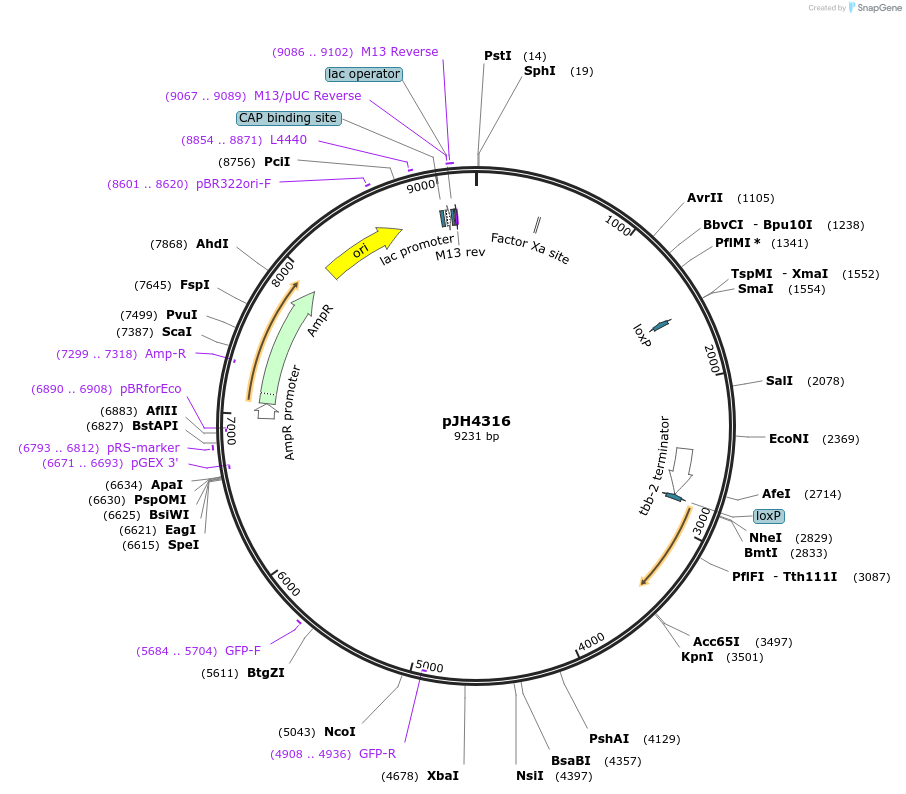 200171-plasmid-map-sequence-id-413947