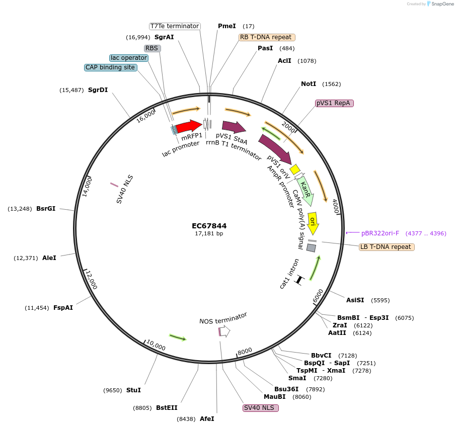 209514-plasmid-map-sequence-id-413950