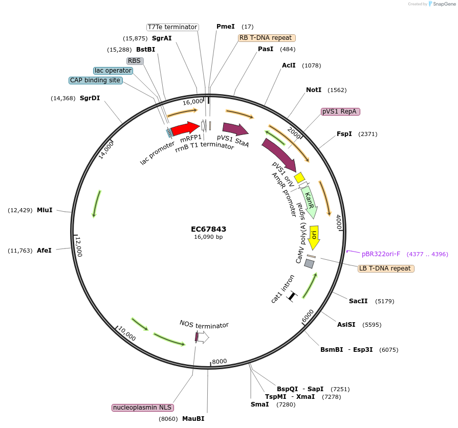 209513-plasmid-map-sequence-id-413953
