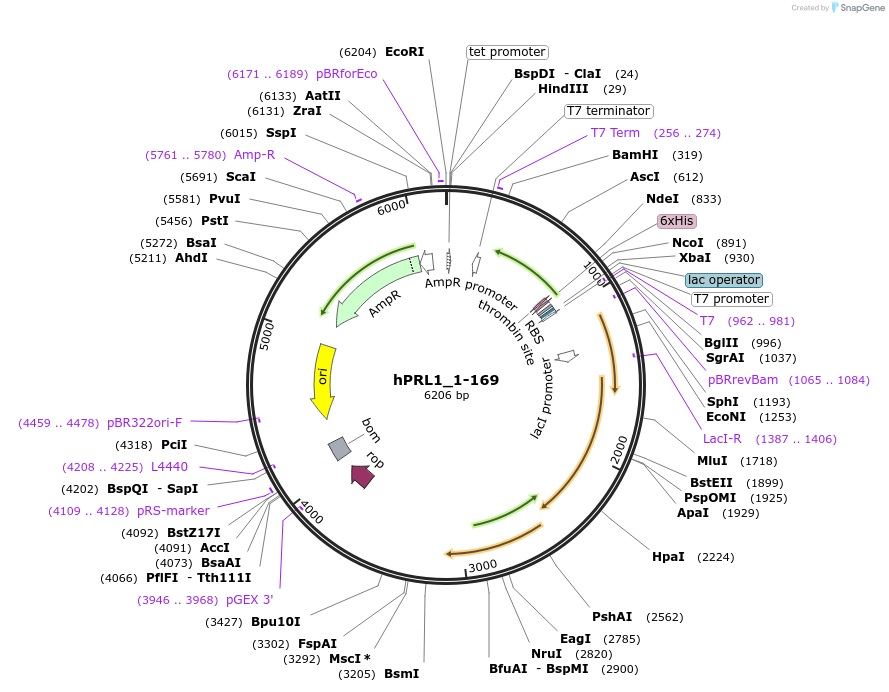 209792-plasmid-map-sequence-id-413954