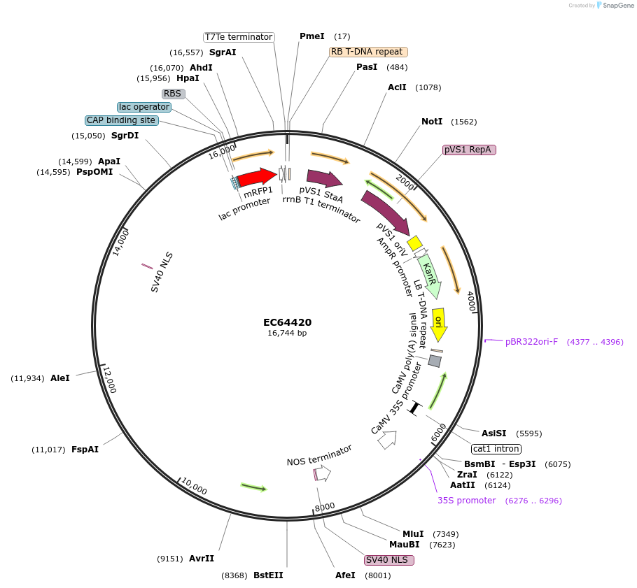 209517-plasmid-map-sequence-id-413955