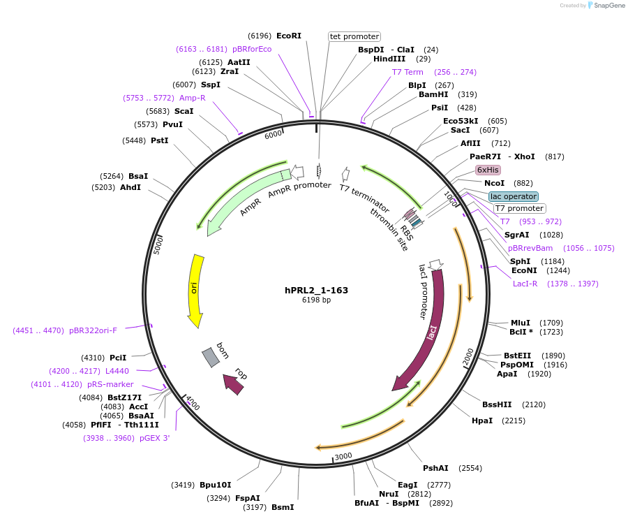 209794-plasmid-map-sequence-id-413957