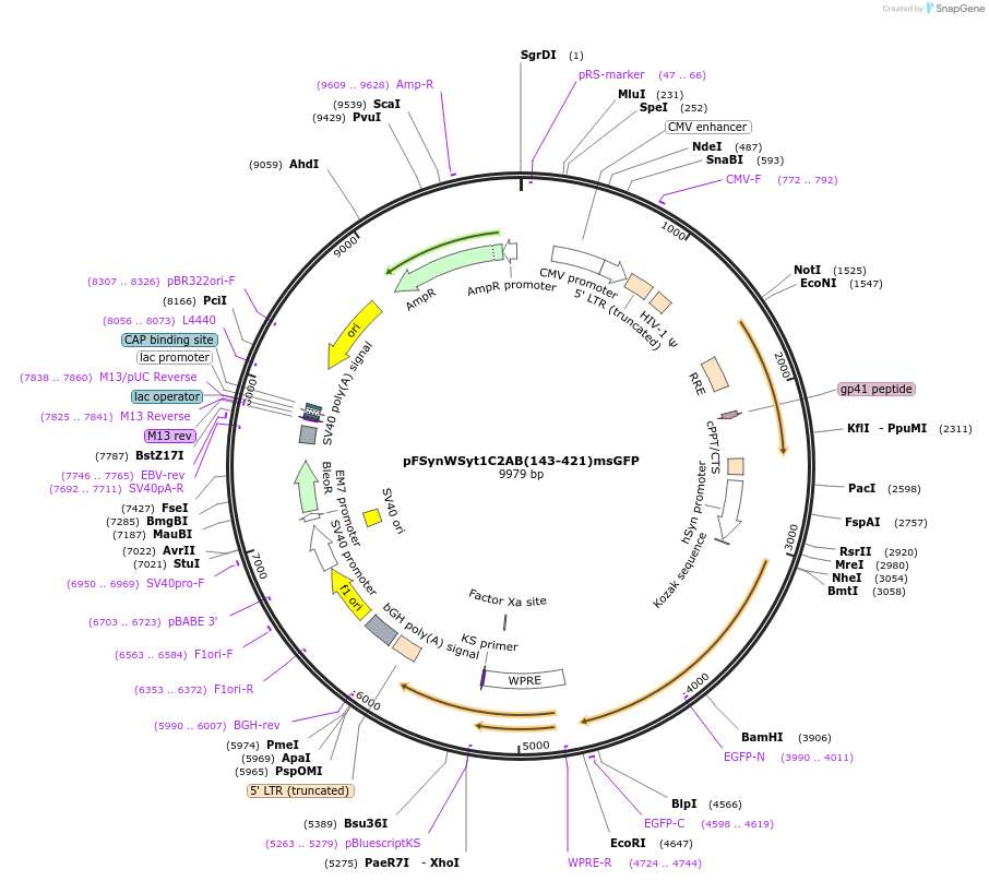 209015-plasmid-map-sequence-id-413974