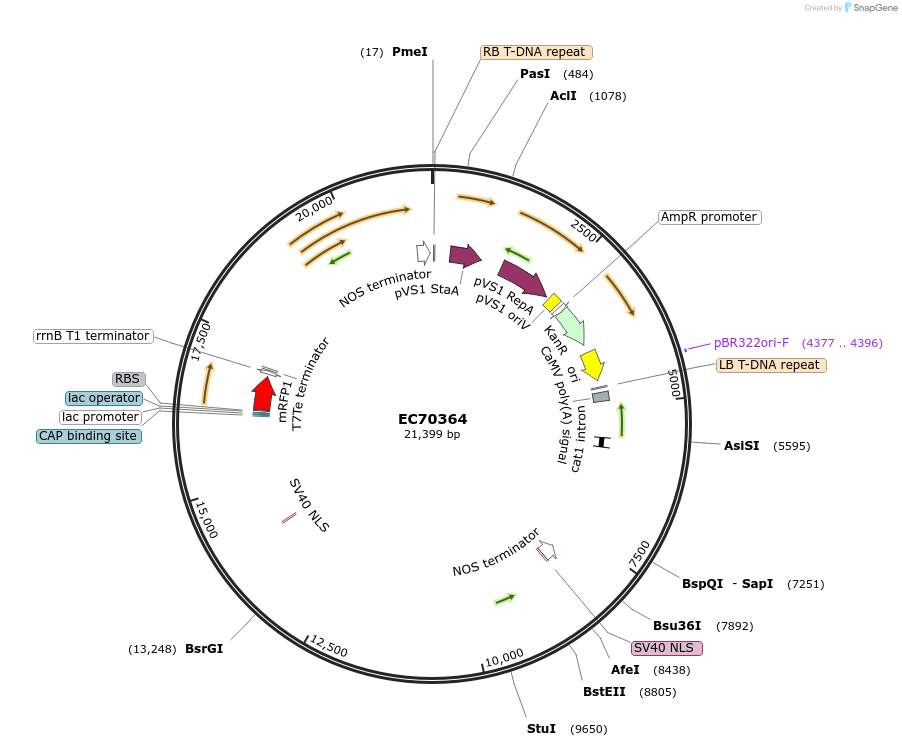 209515-plasmid-map-sequence-id-413977