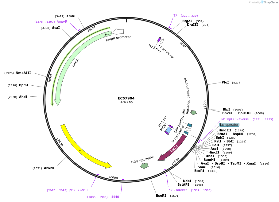 209470-plasmid-map-sequence-id-413981