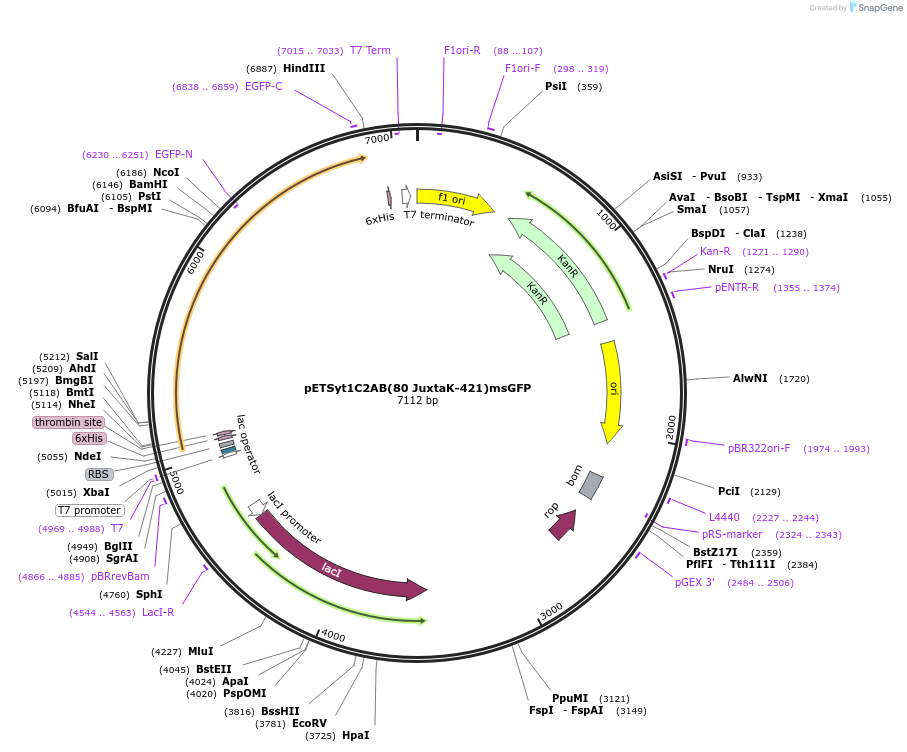 209011-plasmid-map-sequence-id-413982