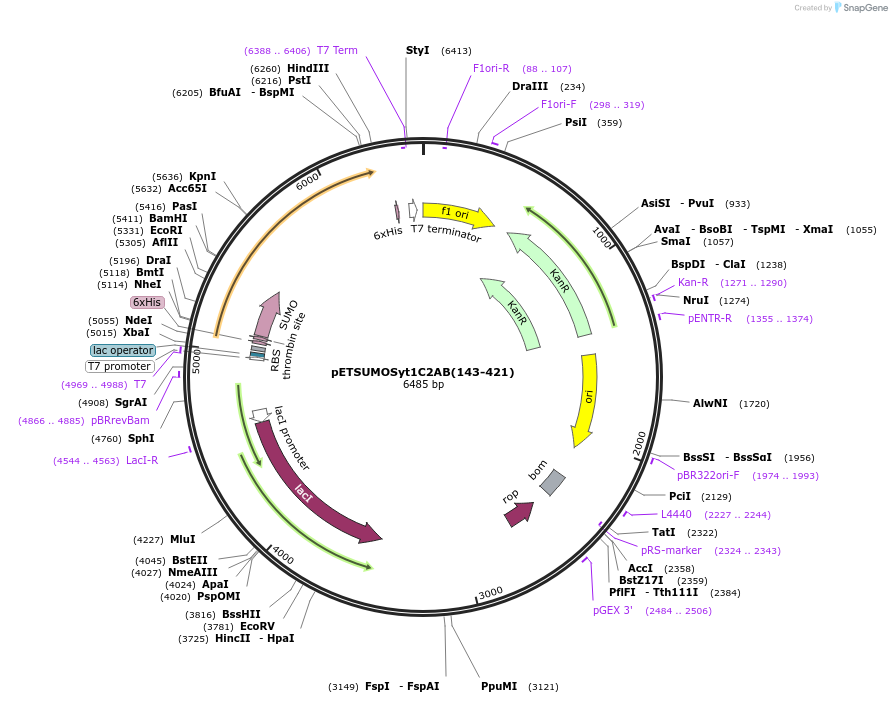 209007-plasmid-map-sequence-id-413983