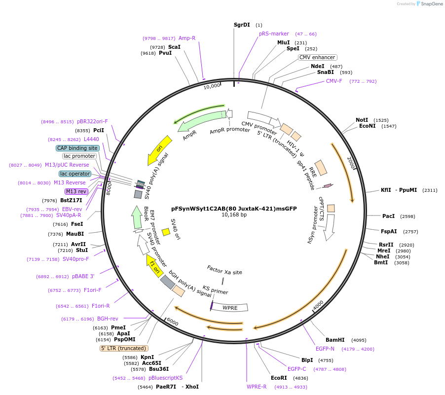 209016-plasmid-map-sequence-id-413984