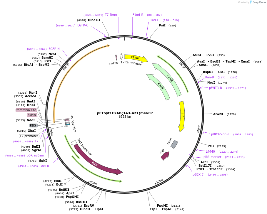 209010-plasmid-map-sequence-id-413986