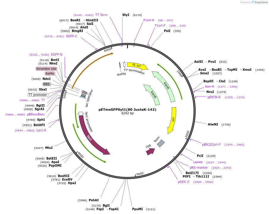 209013-plasmid-map-sequence-id-413987