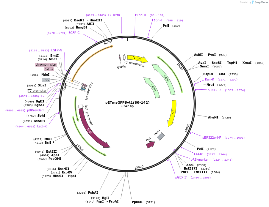 209012-plasmid-map-sequence-id-413989