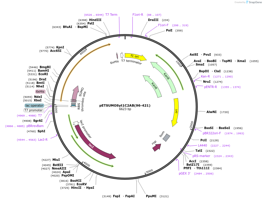 209006-plasmid-map-sequence-id-413990