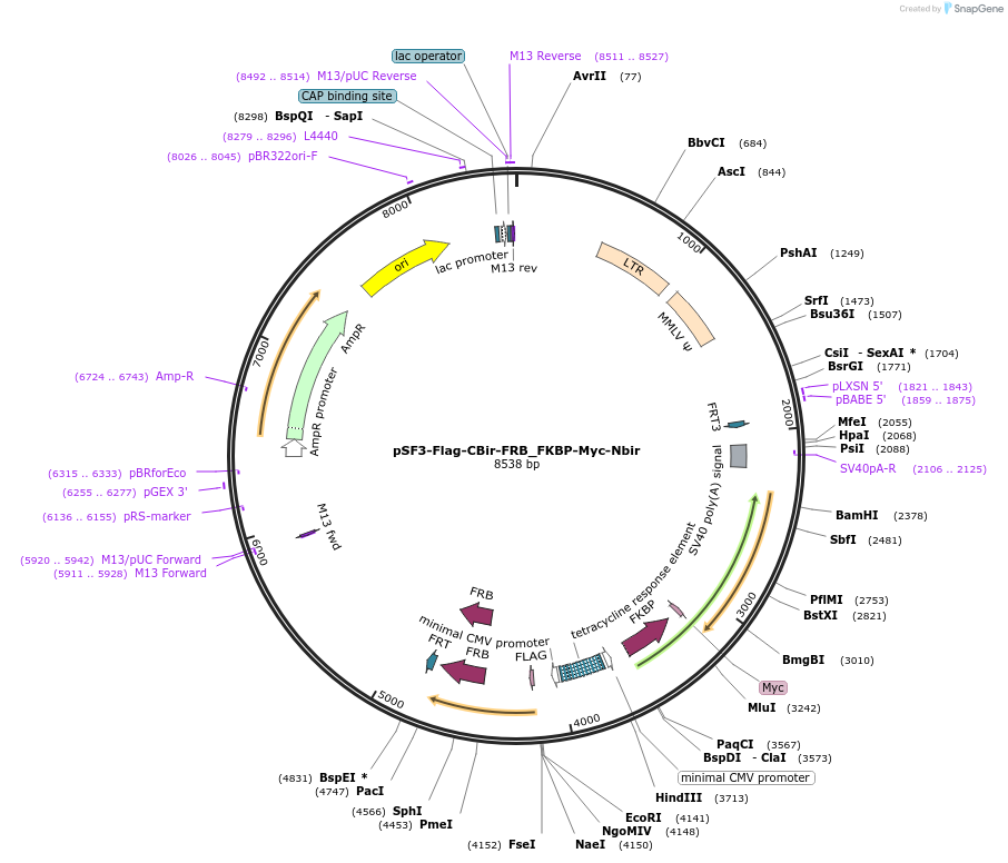 90004-plasmid-map-sequence-id-413994