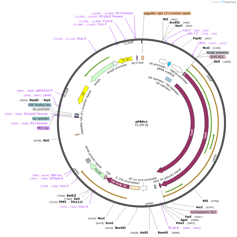 210028-plasmid-map-sequence-id-413997