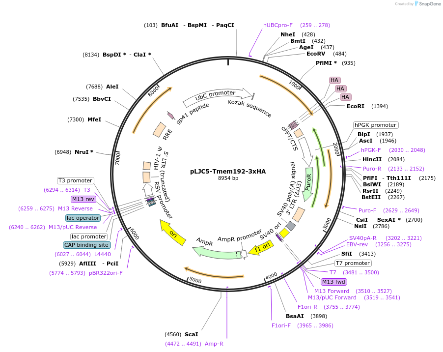 102930-plasmid-map-sequence-id-414010