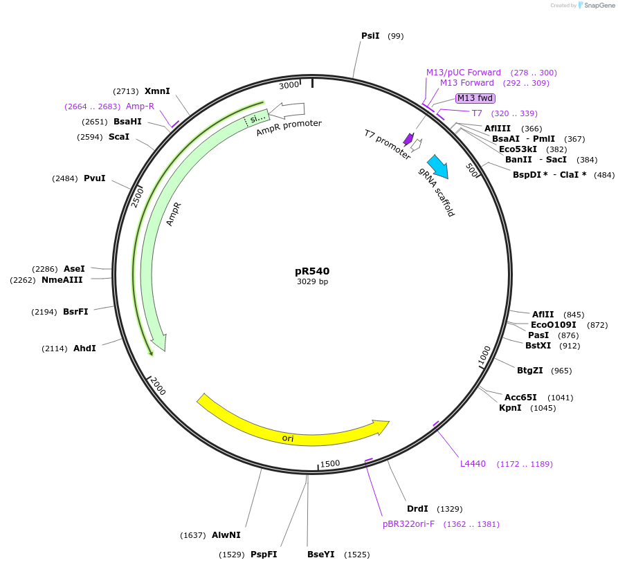 207885-plasmid-map-sequence-id-414013