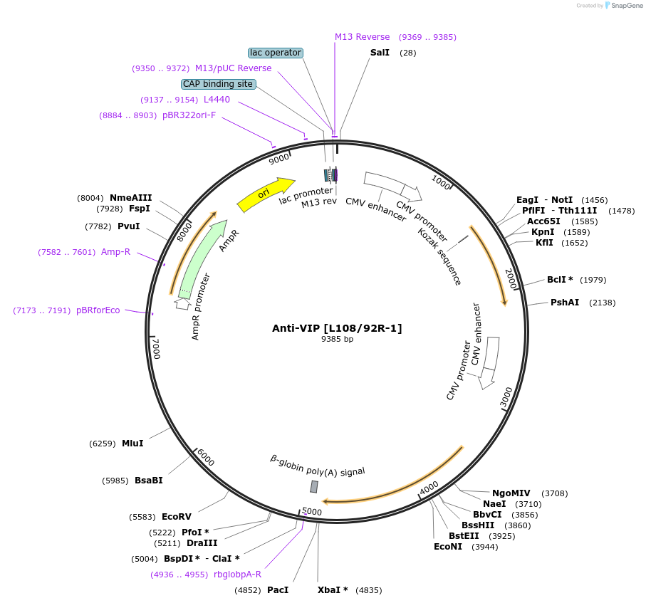 206685-plasmid-map-sequence-id-414018