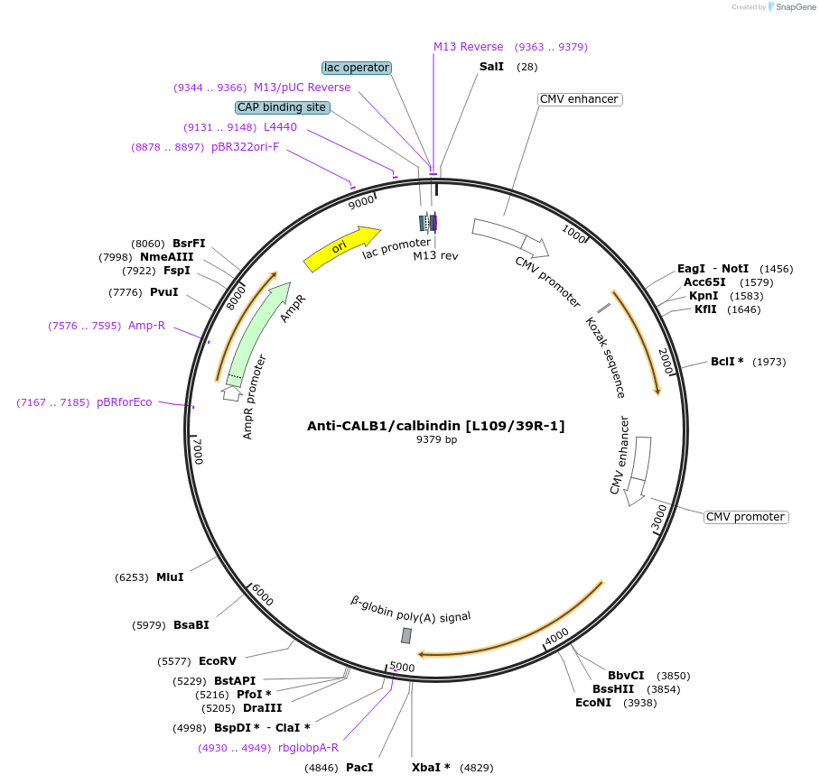 206686-plasmid-map-sequence-id-414019