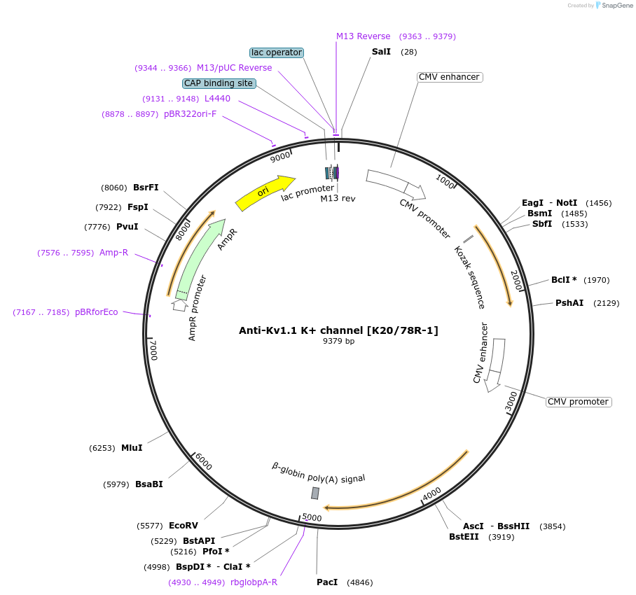 206681-plasmid-map-sequence-id-414022