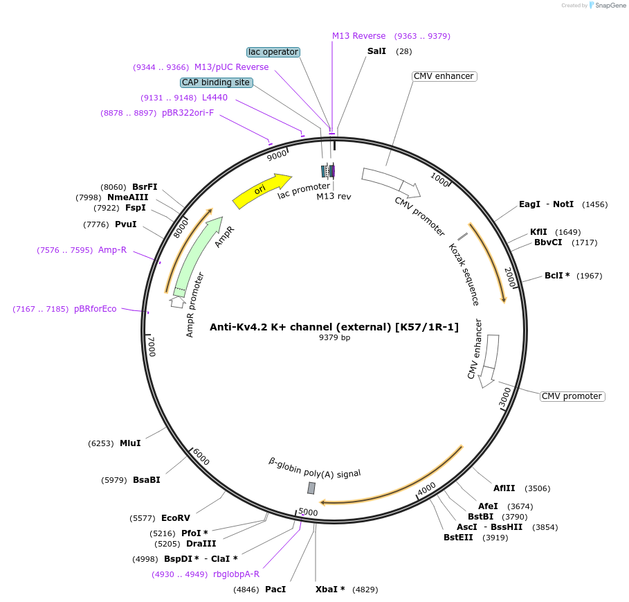 206682-plasmid-map-sequence-id-414024