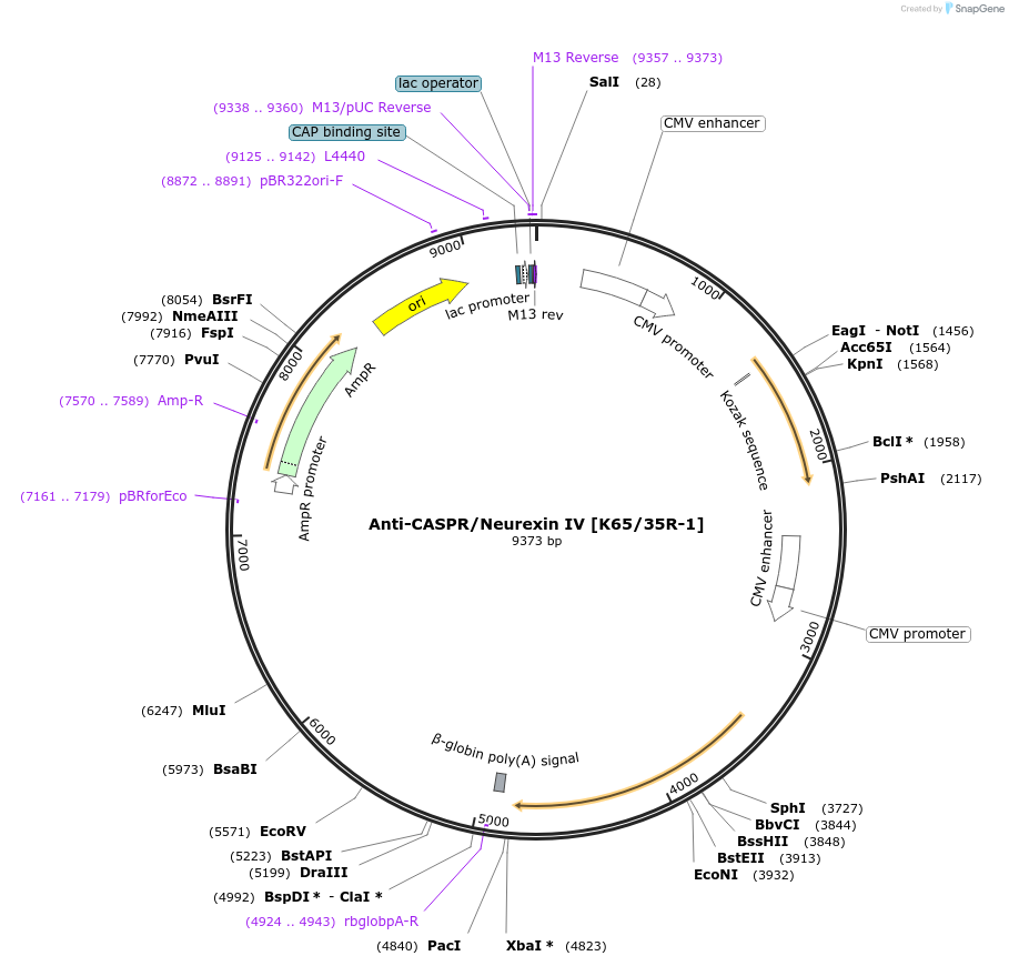 206683-plasmid-map-sequence-id-414025