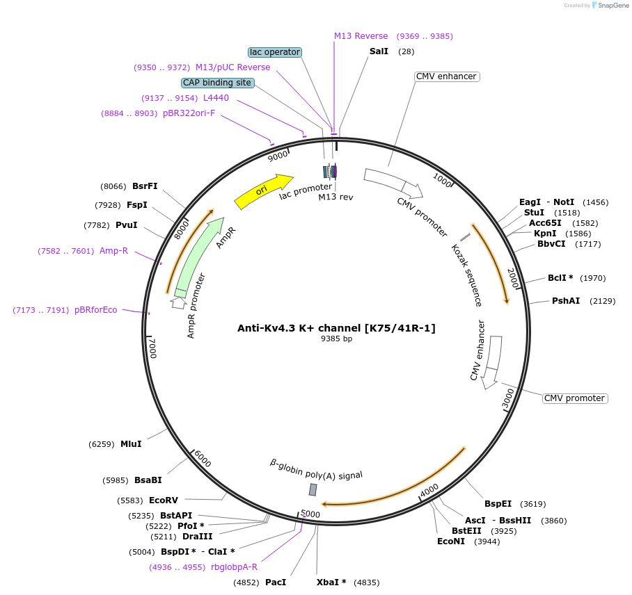 206684-plasmid-map-sequence-id-414026