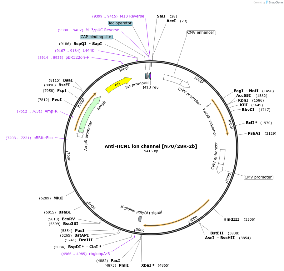 206677-plasmid-map-sequence-id-414027
