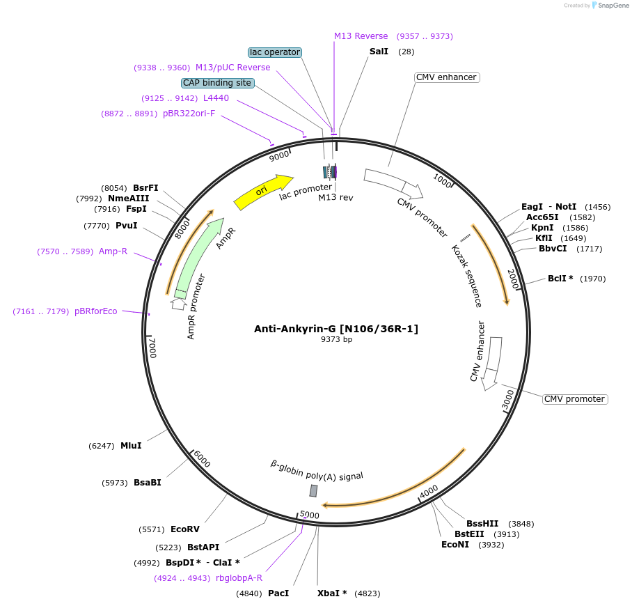 206697-plasmid-map-sequence-id-414028