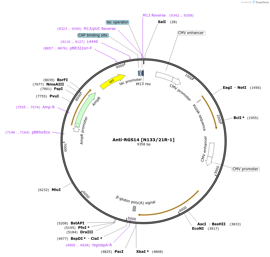 206699-plasmid-map-sequence-id-414030