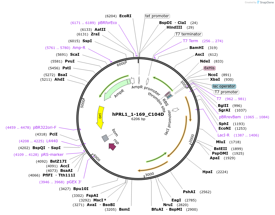 209793-plasmid-map-sequence-id-414032