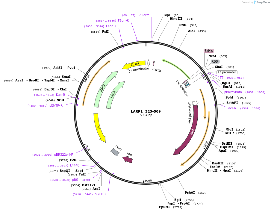 209800-plasmid-map-sequence-id-414036