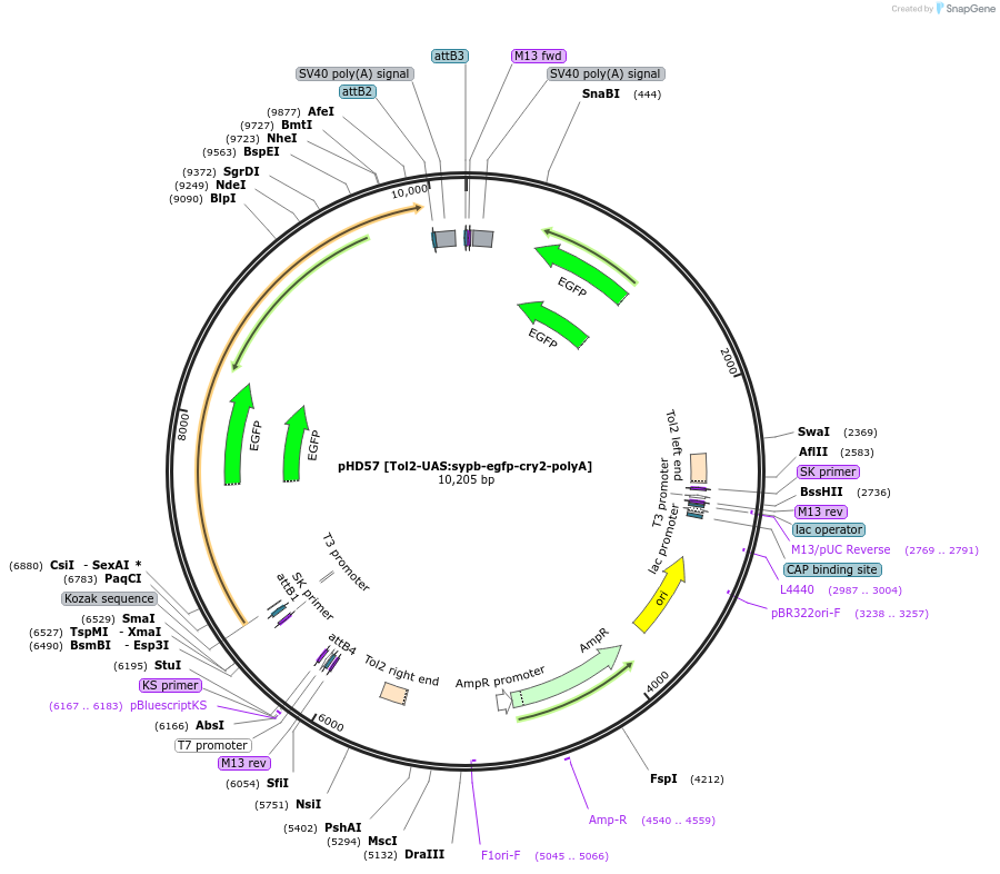 198381-plasmid-map-sequence-id-414038