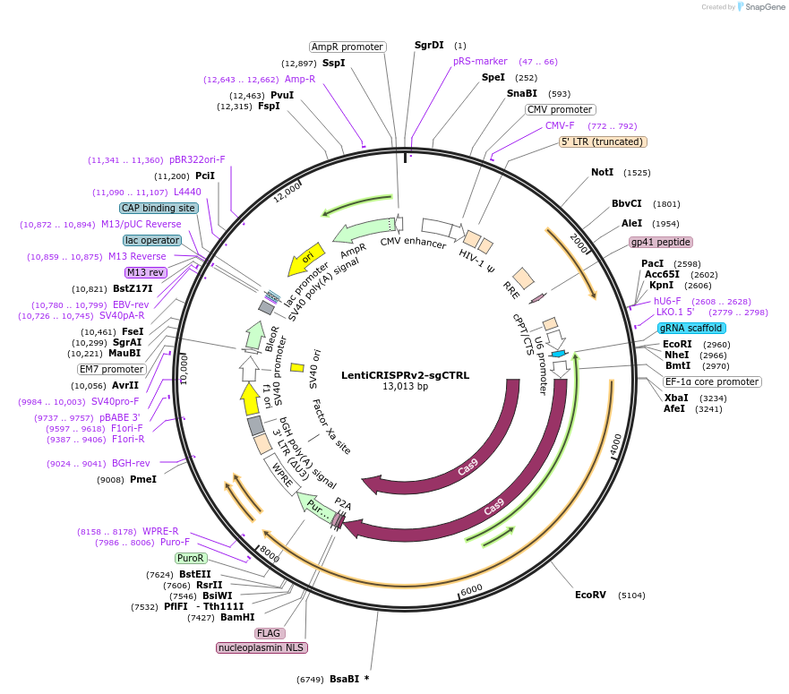 209750-plasmid-map-sequence-id-414073