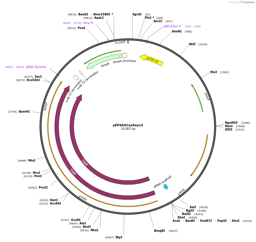 206963-plasmid-map-sequence-id-414076