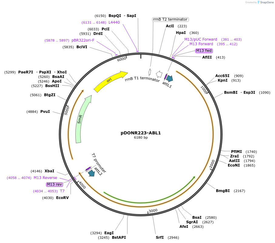 23939-plasmid-map-sequence-id-414079