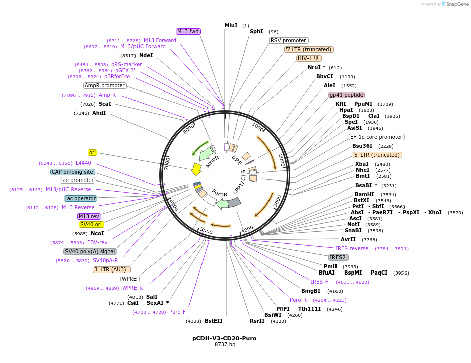 209757-plasmid-map-sequence-id-414081