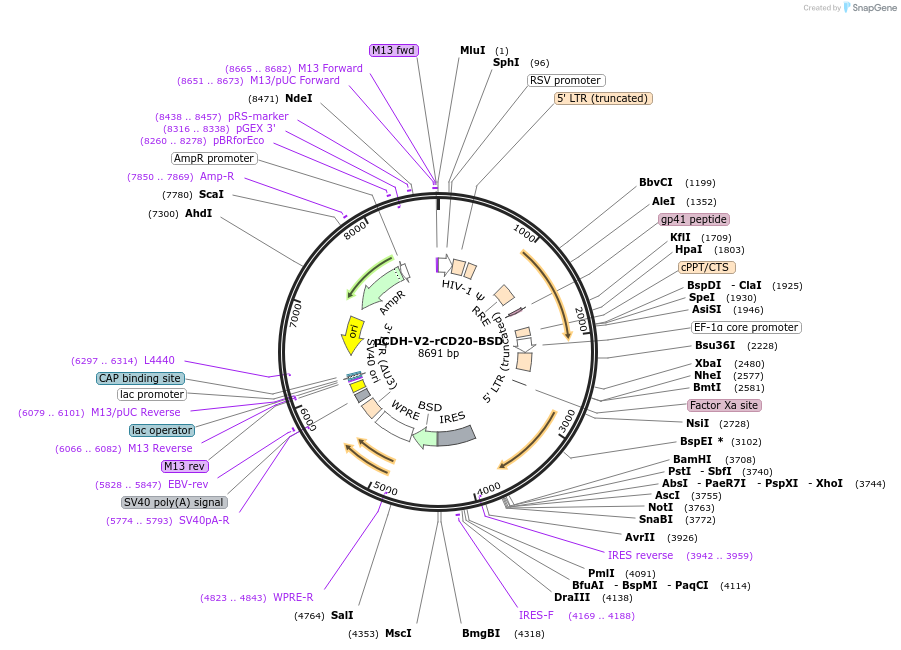209753-plasmid-map-sequence-id-414083