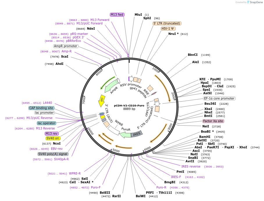 209756-plasmid-map-sequence-id-414084
