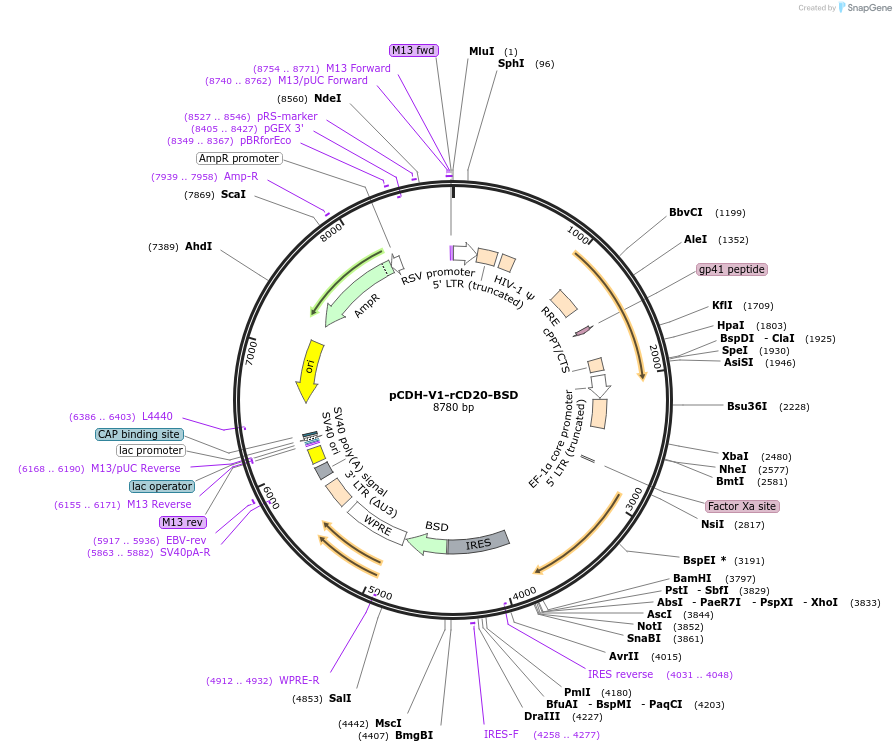 209752-plasmid-map-sequence-id-414087