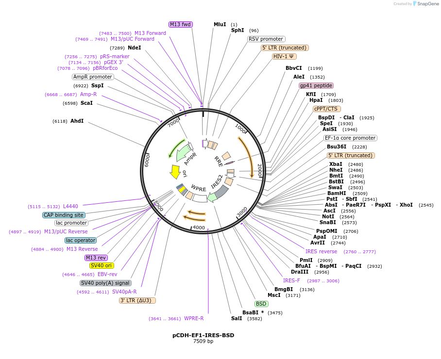 209751-plasmid-map-sequence-id-414090